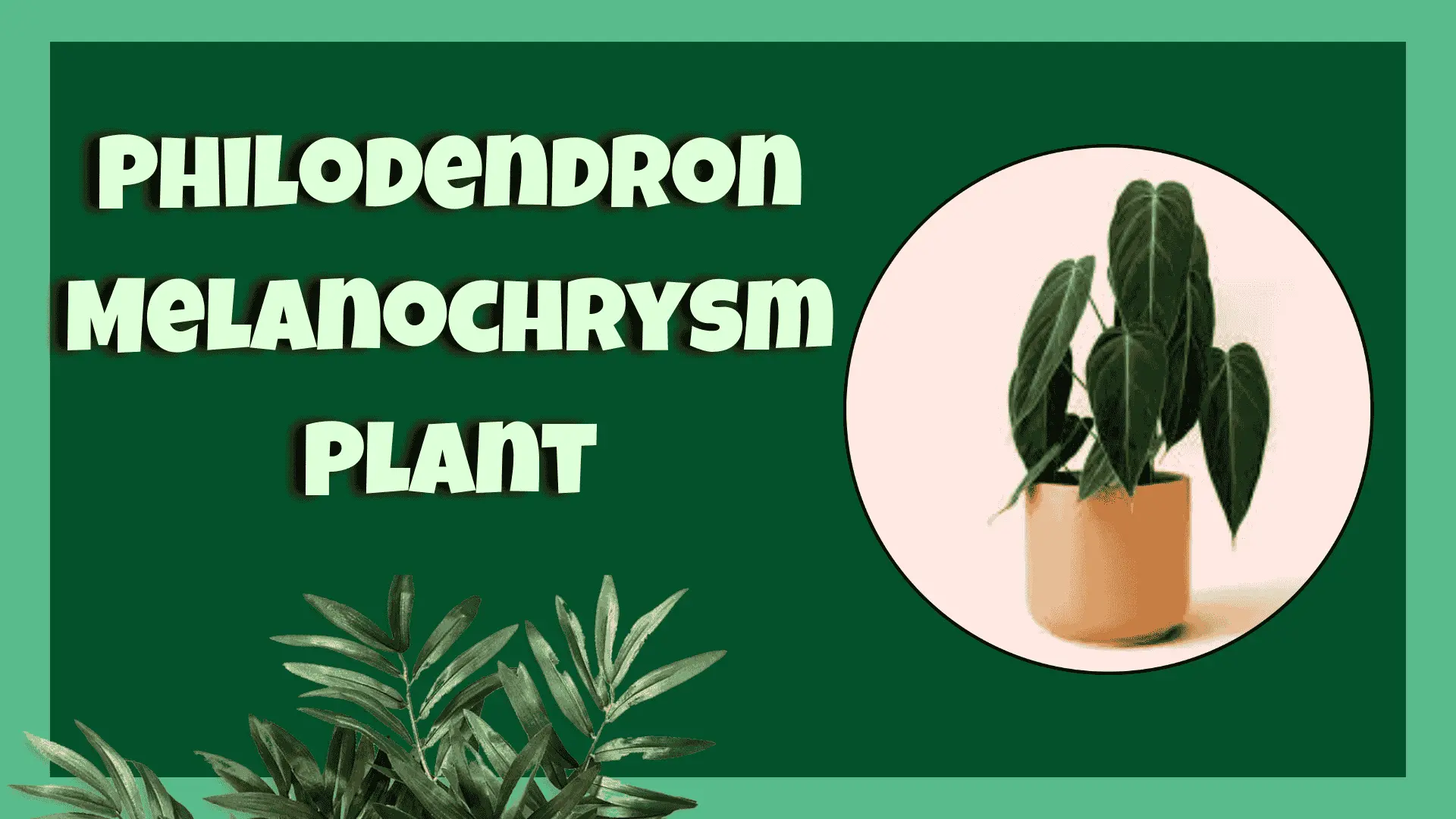 Philodendron Melanochrysum Plant