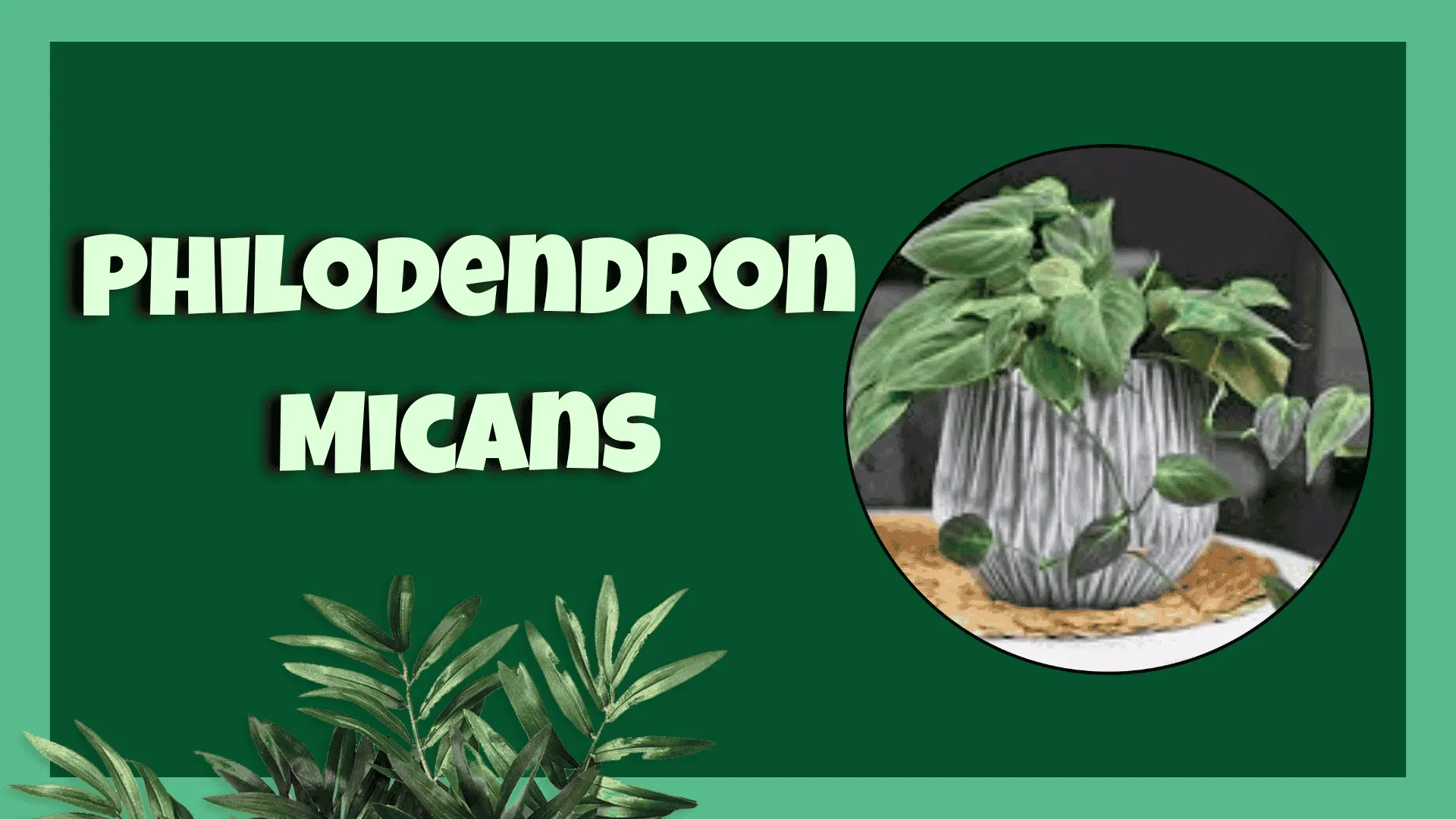 philodendron micans