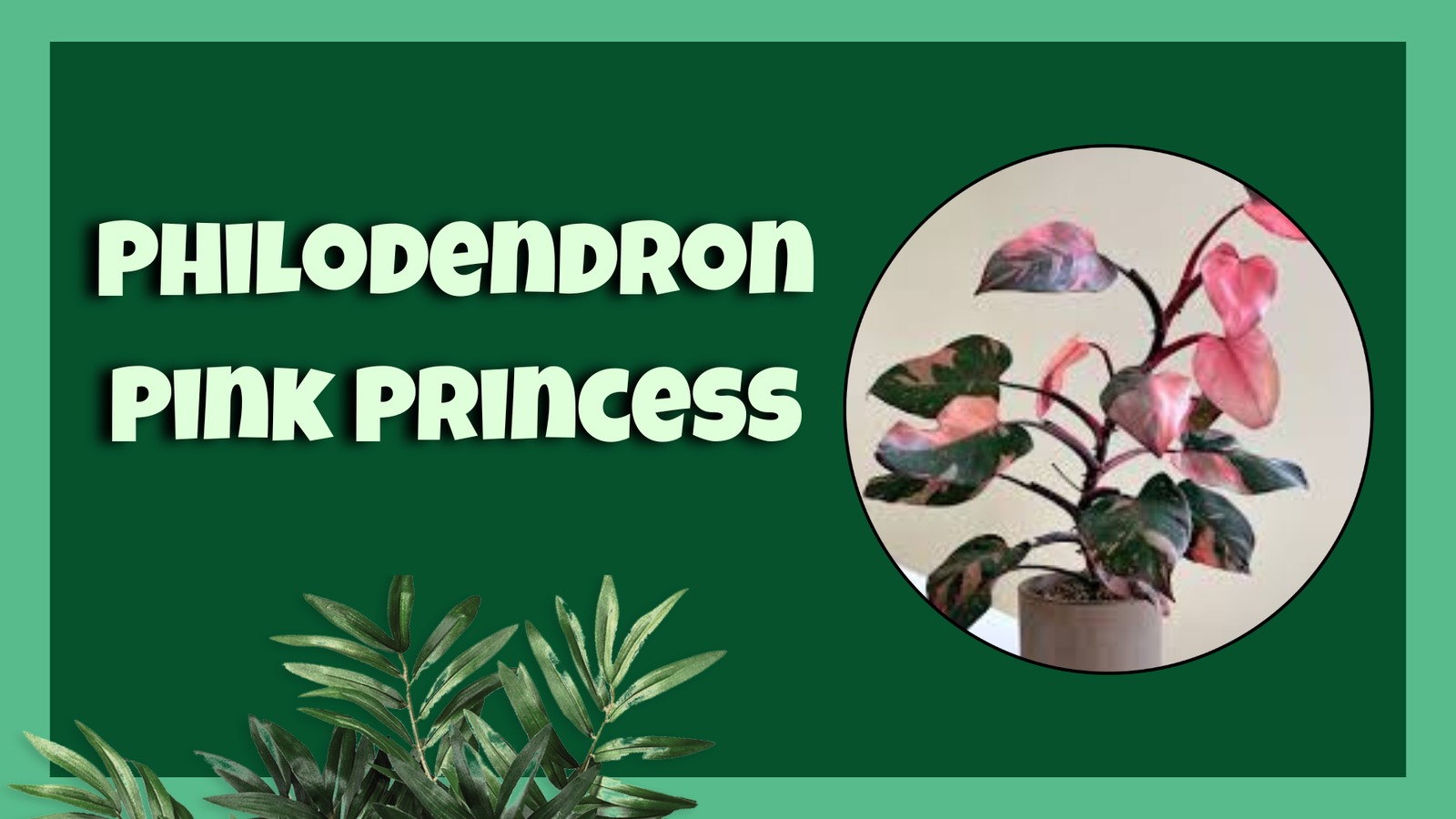 Philodendron Pink Princess