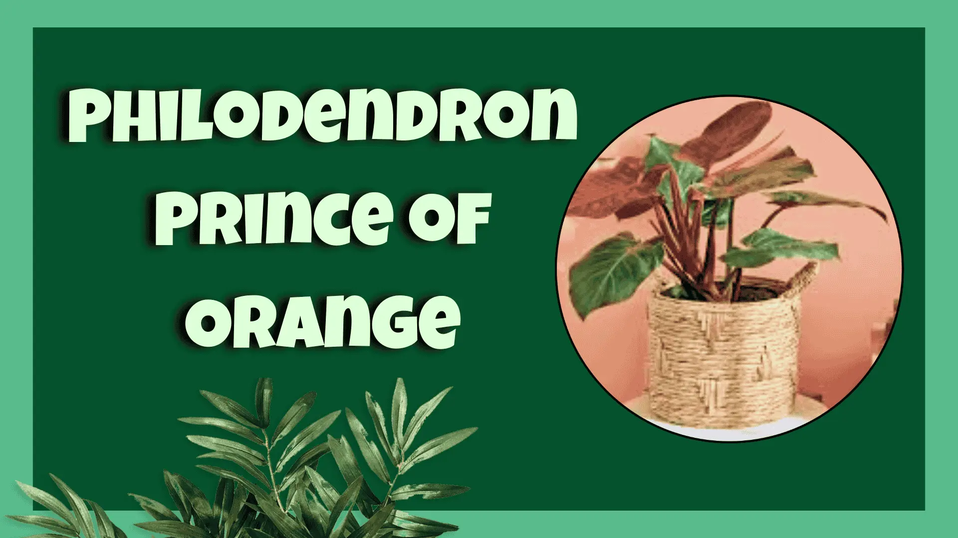 Philodendron Prince of Orange