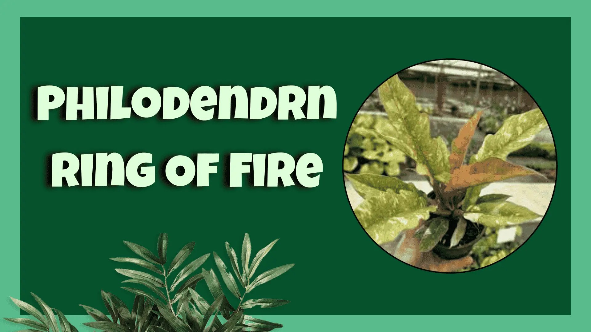 Philodendron Ring Of Fire