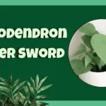 Philodendron Silver Sword Plant