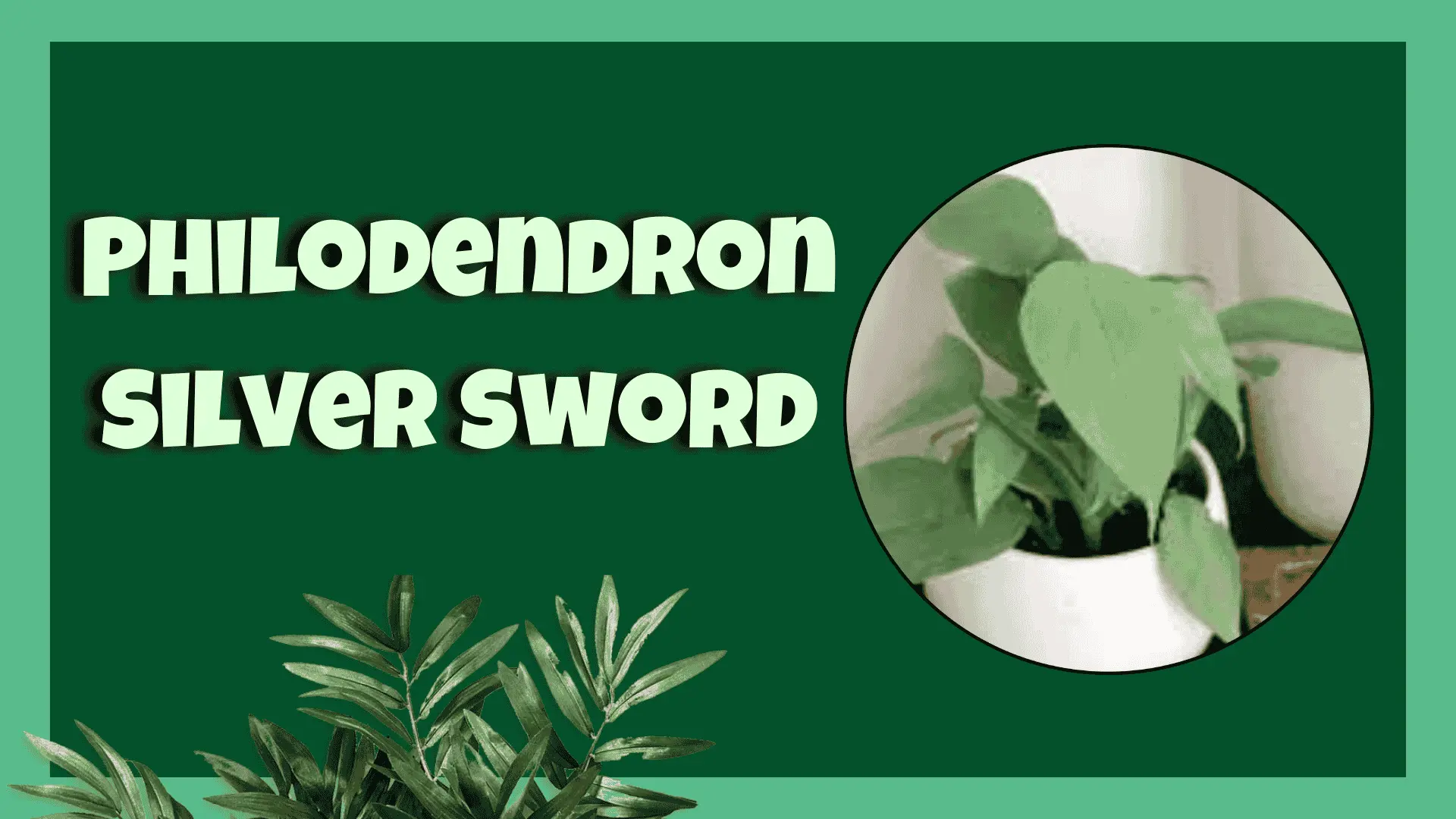 Philodendron Silver Sword Plant