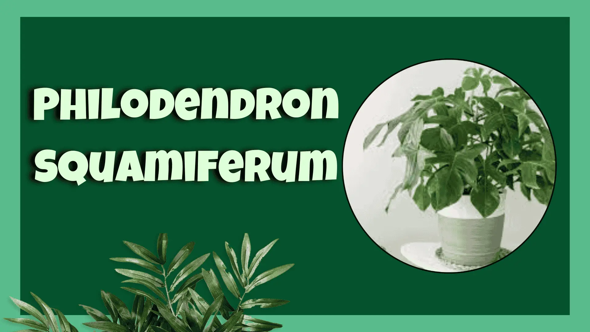 Philodendron Squamiferum