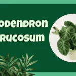 Philodendron Verrucosum