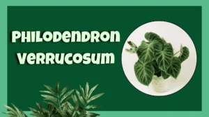Philodendron Verrucosum