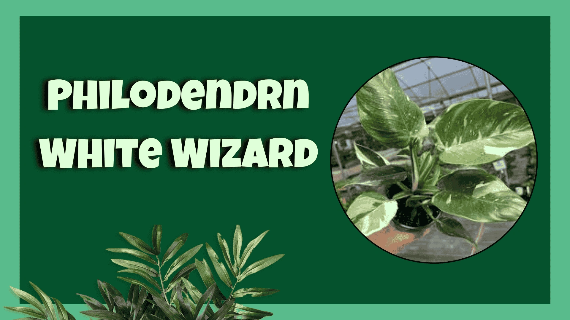 Philodendron White Wizard