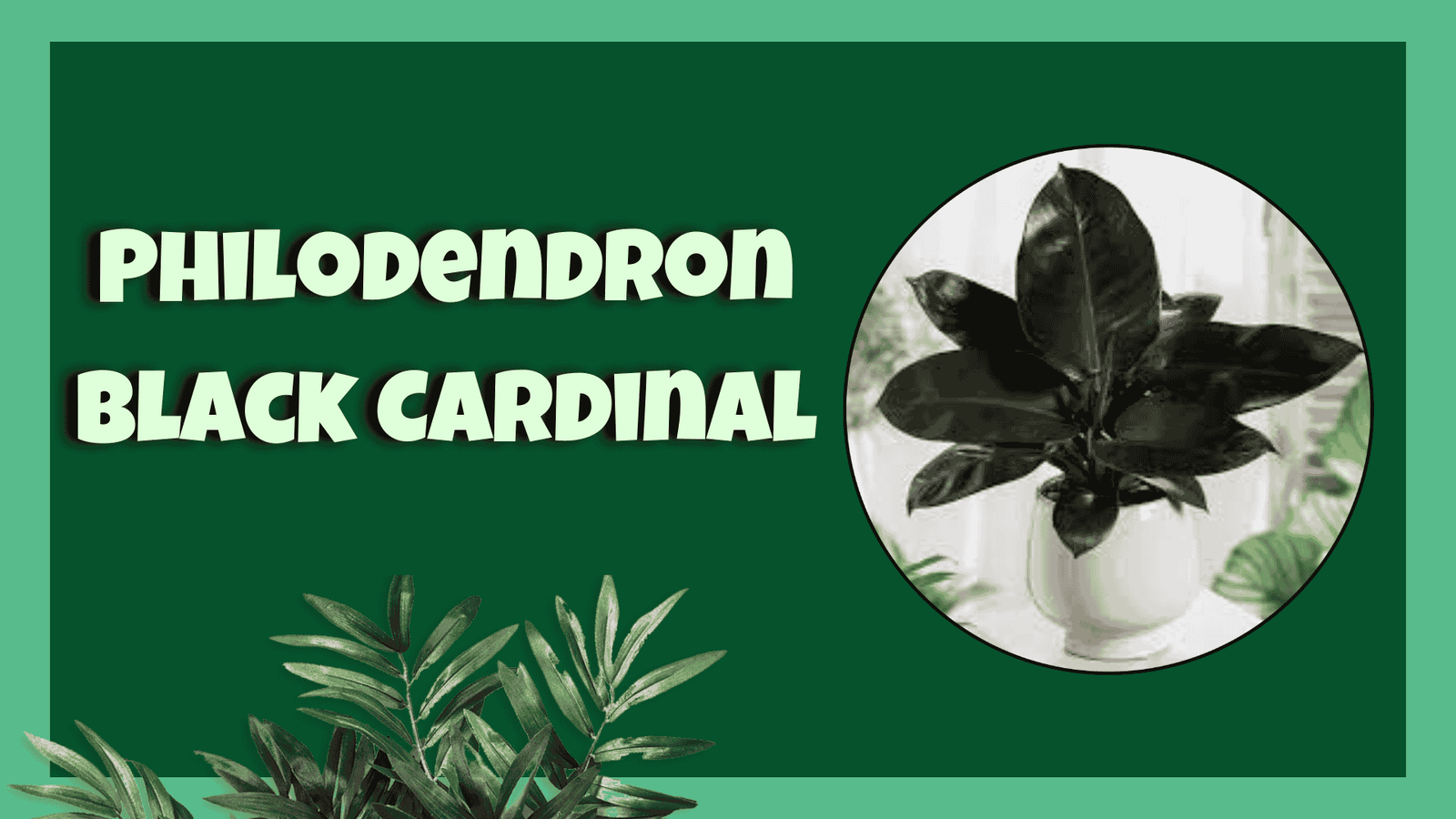 Philodendron ‘Black Cardinal