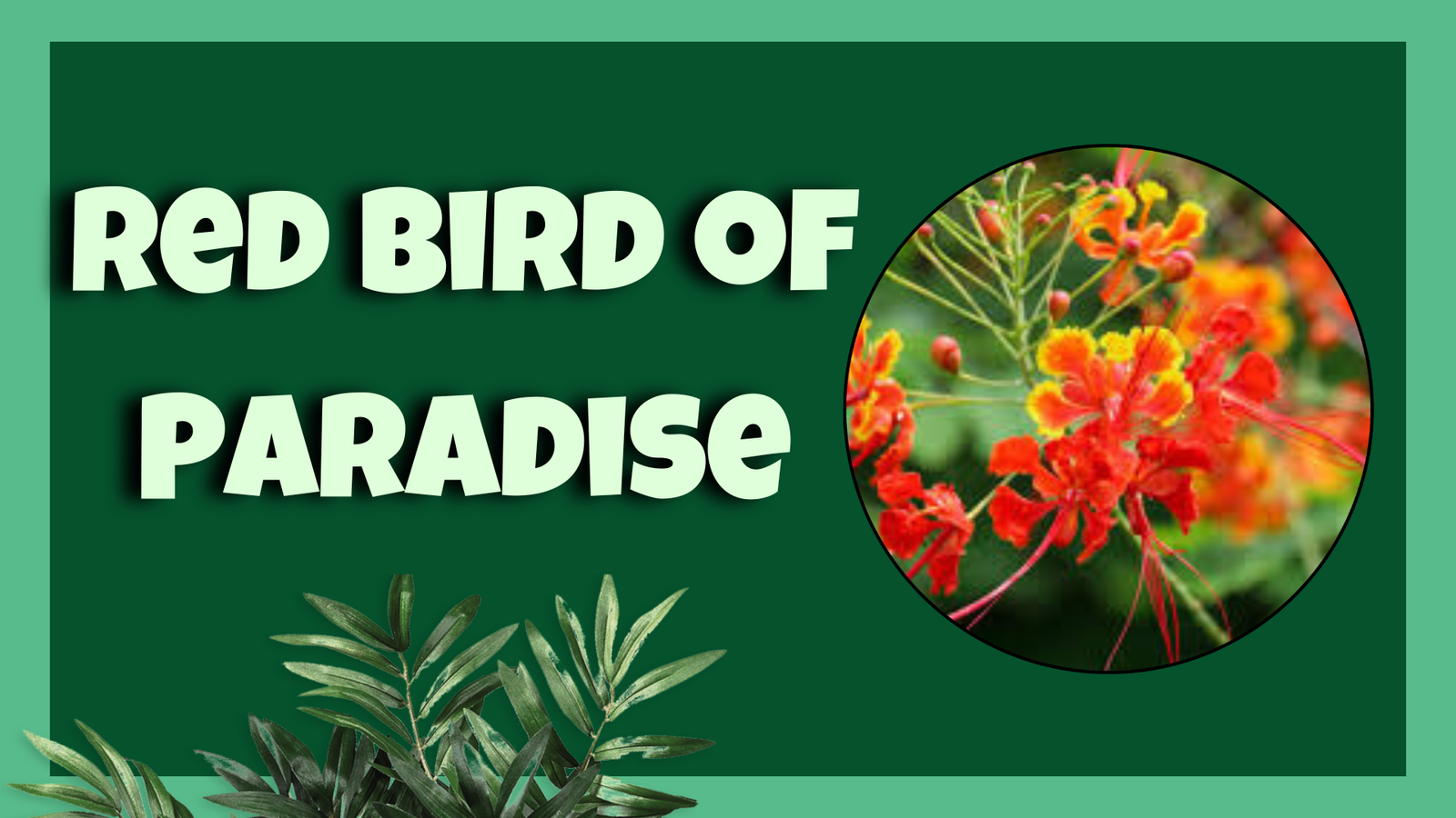 Red Bird of Paradise
