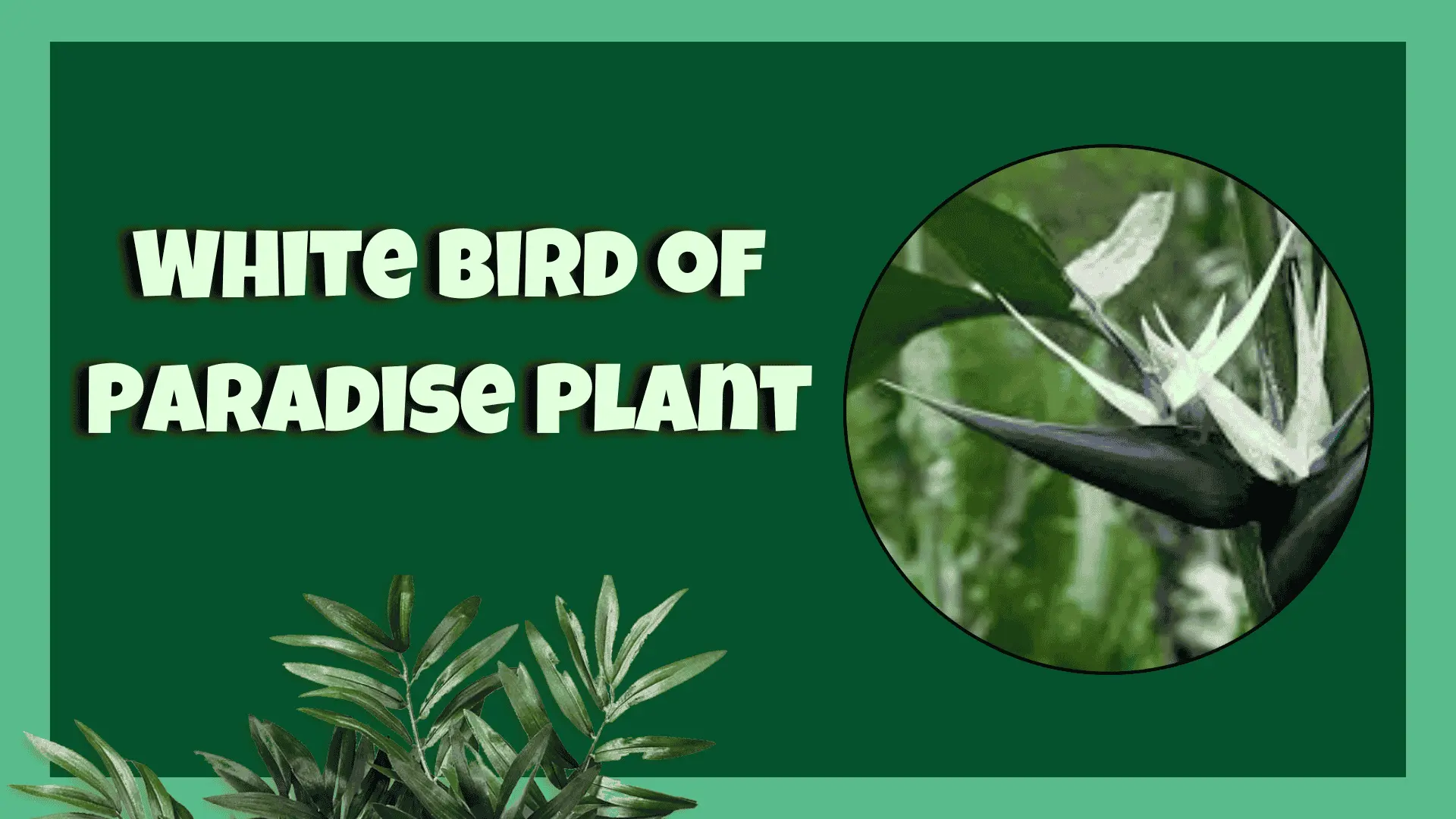 White Bird of Paradise plant