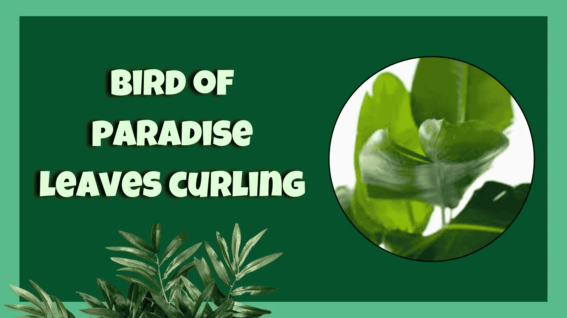 bird of paradise leaves curling