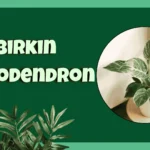 Birkin Philodendron