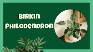 Birkin Philodendron
