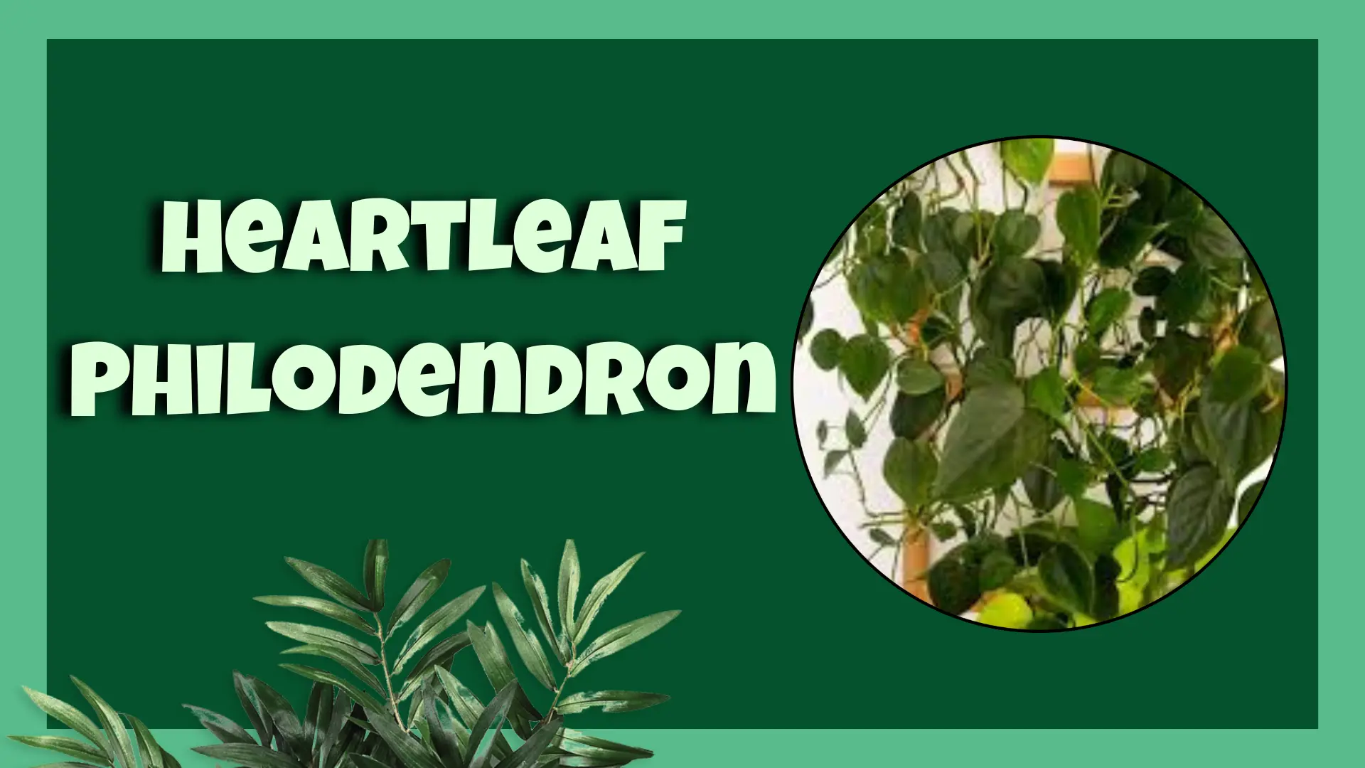Heartleaf Philodendron