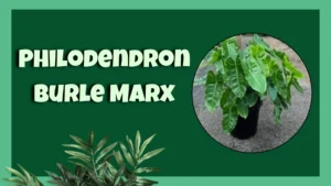Philodendron Burle Marx