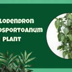 Philodendron Camposportoanum Plant