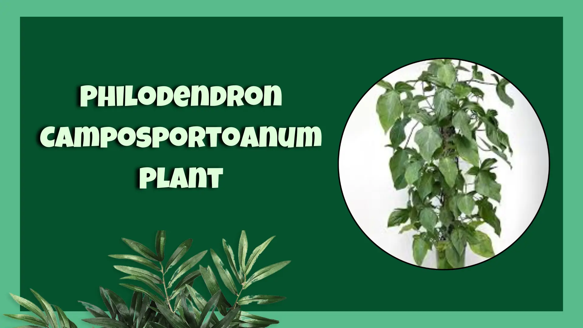 Philodendron Camposportoanum Plant