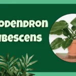 Philodendron Erubescens