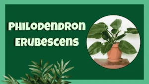 Philodendron Erubescens