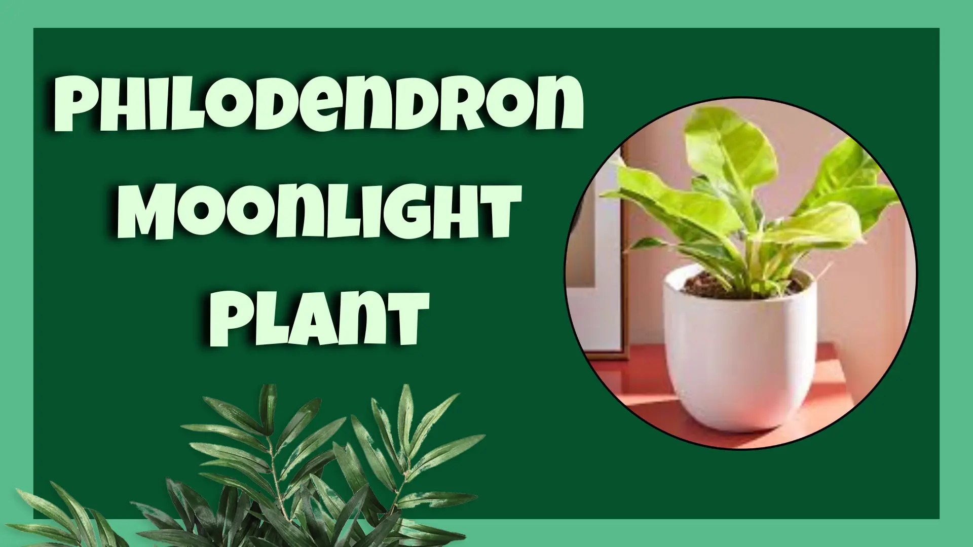 Philodendron Moonlight Plant
