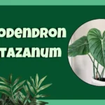 Philodendron Pastazanum