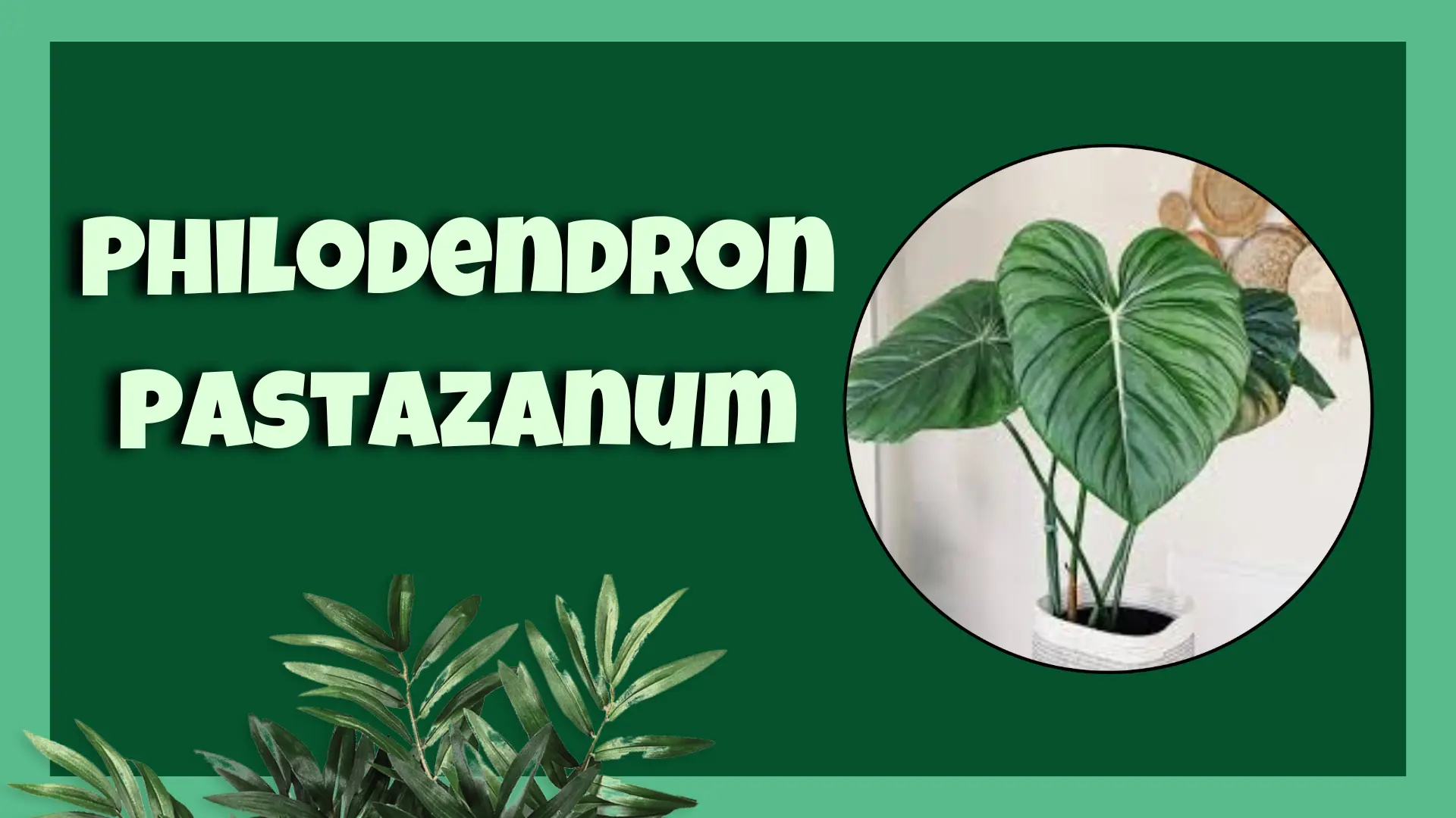 Philodendron Pastazanum