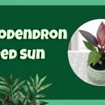 Philodendron Red Sun