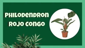 Philodendron Rojo Congo