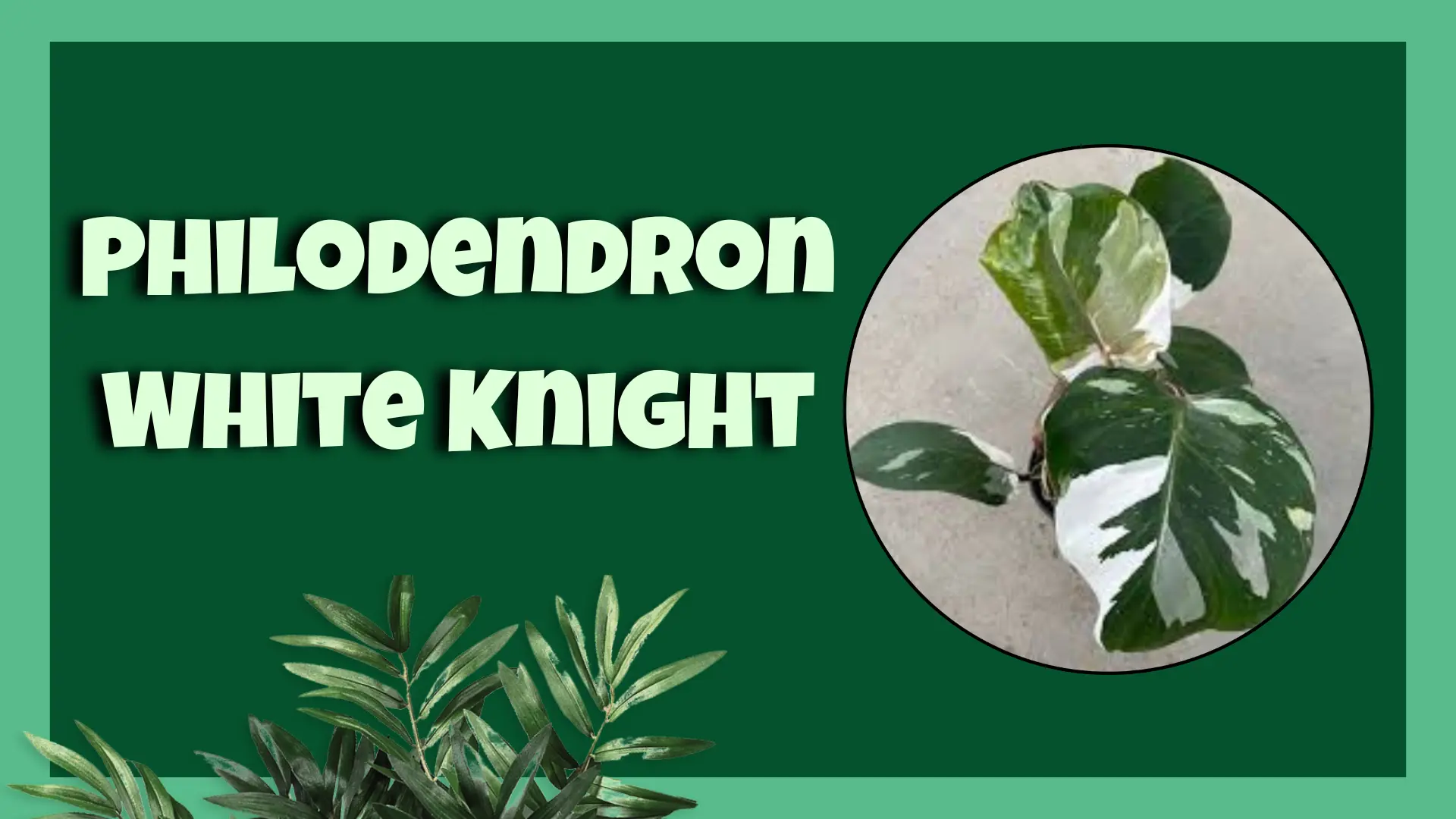 Philodendron White Knight