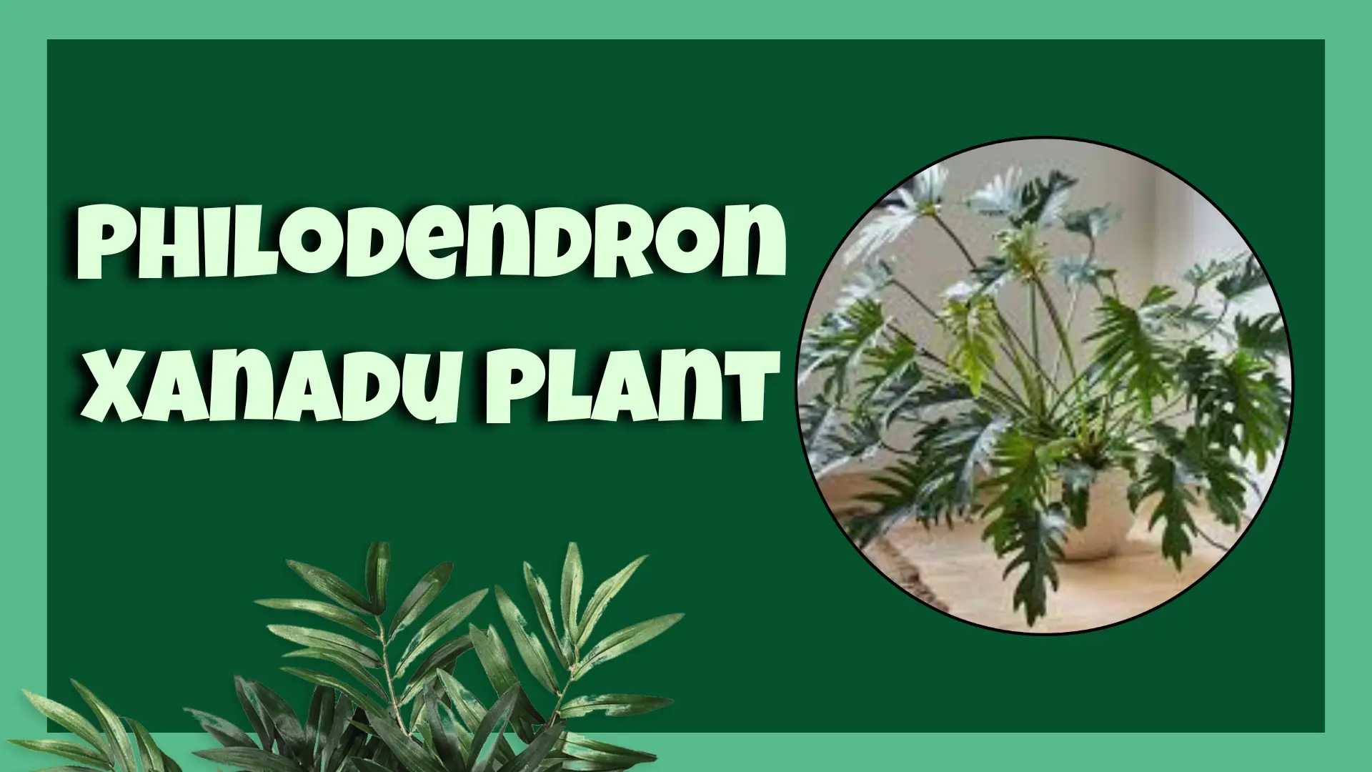 Philodendron Xanadu Plant