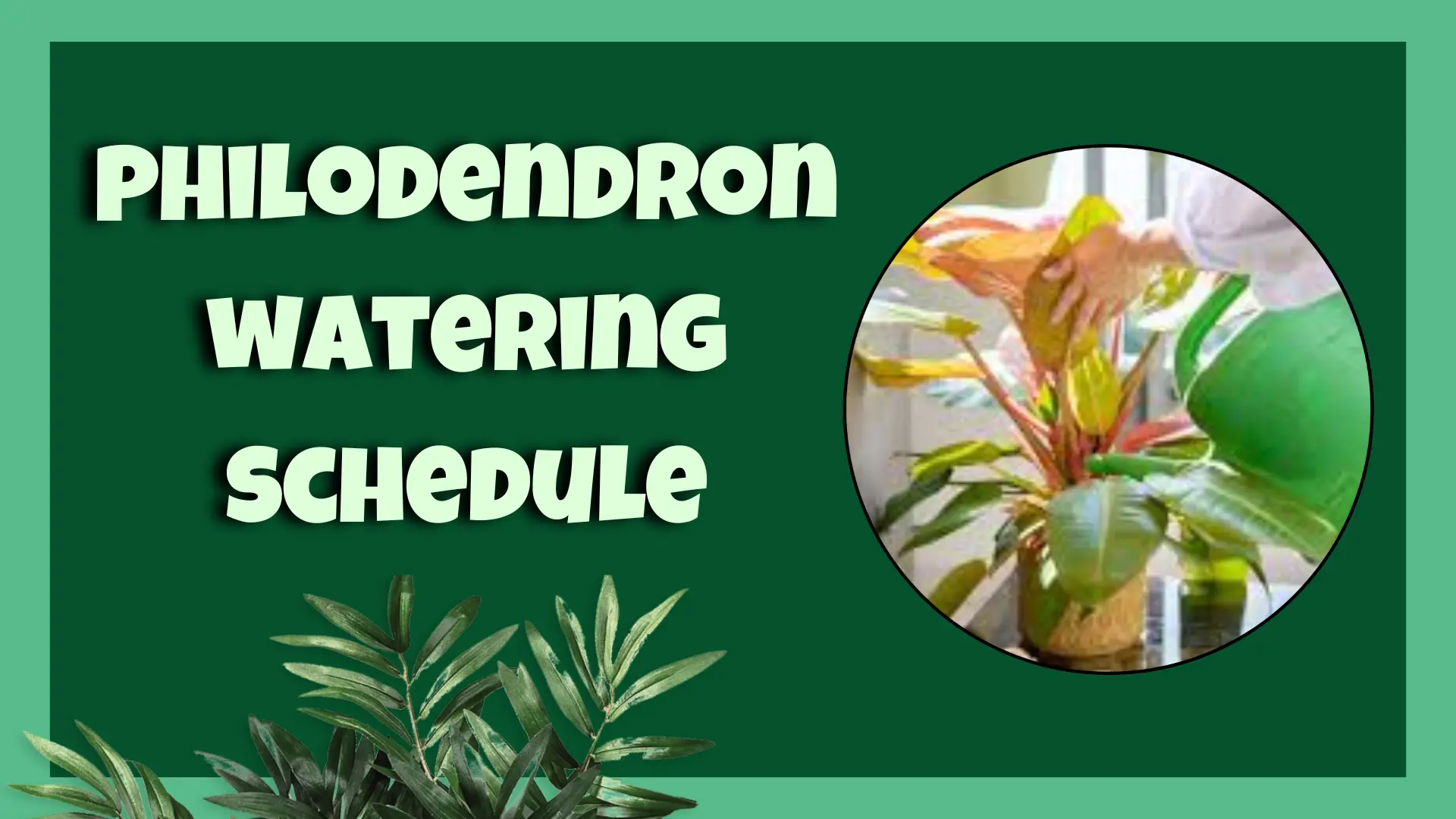 philodendron watering schedule
