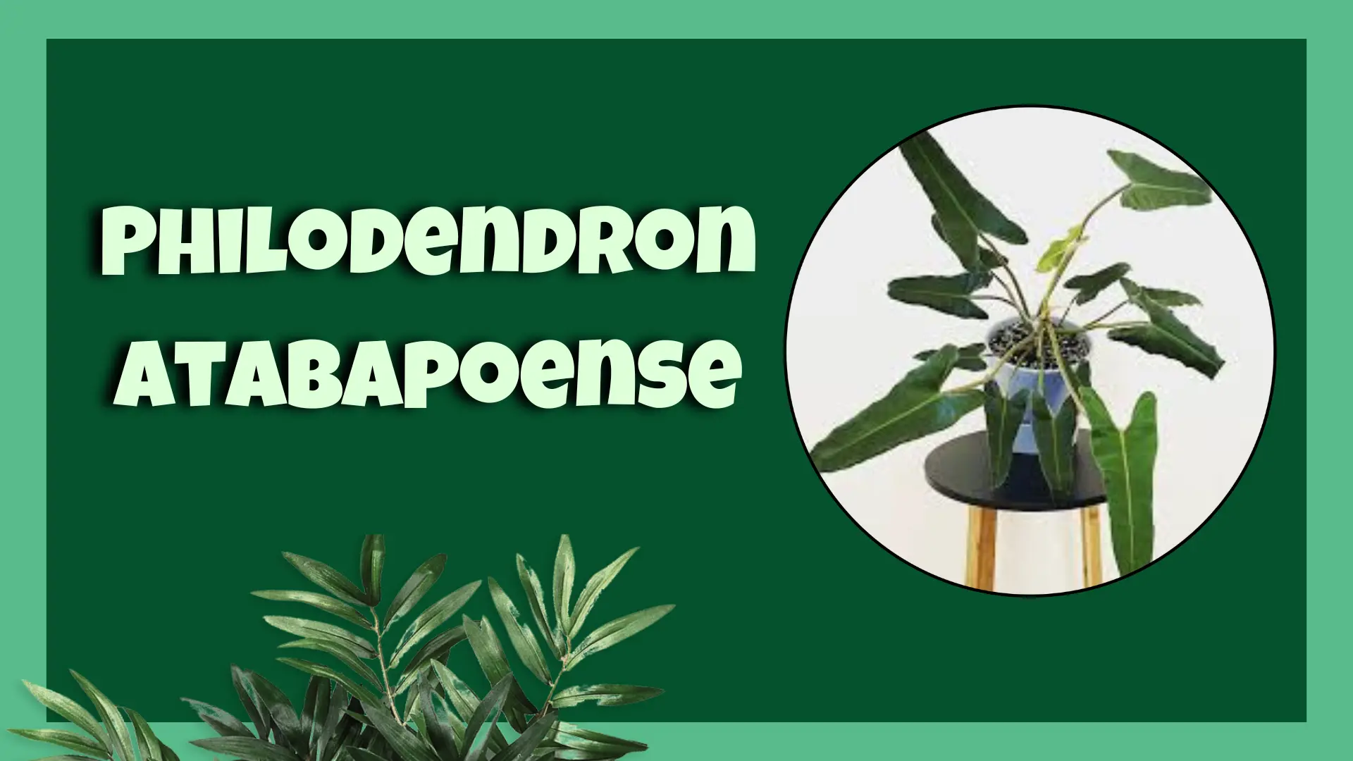 Philodendron atabapoense plant with green and burgundy leaves.