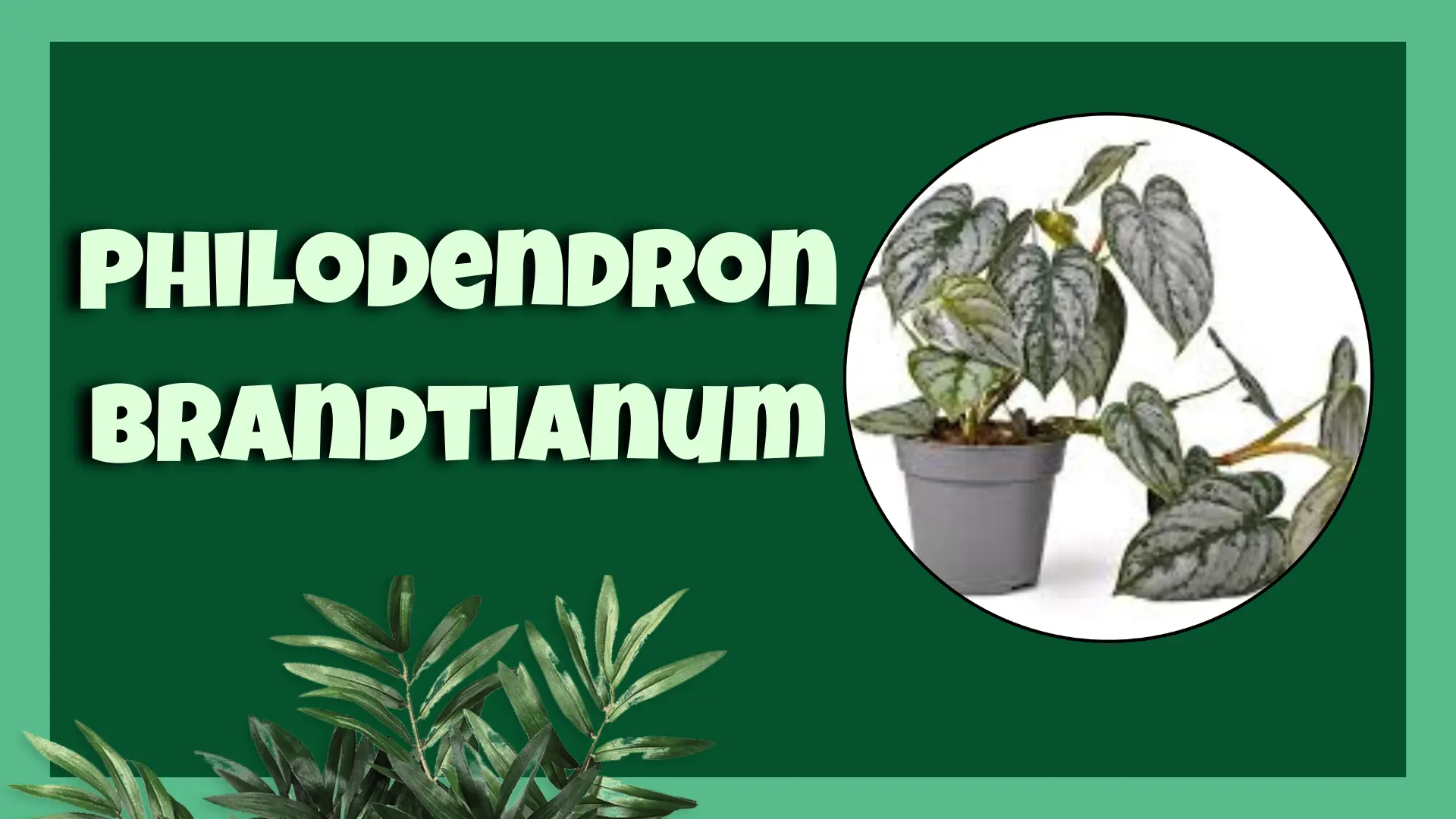 Philodendron Brandtianum