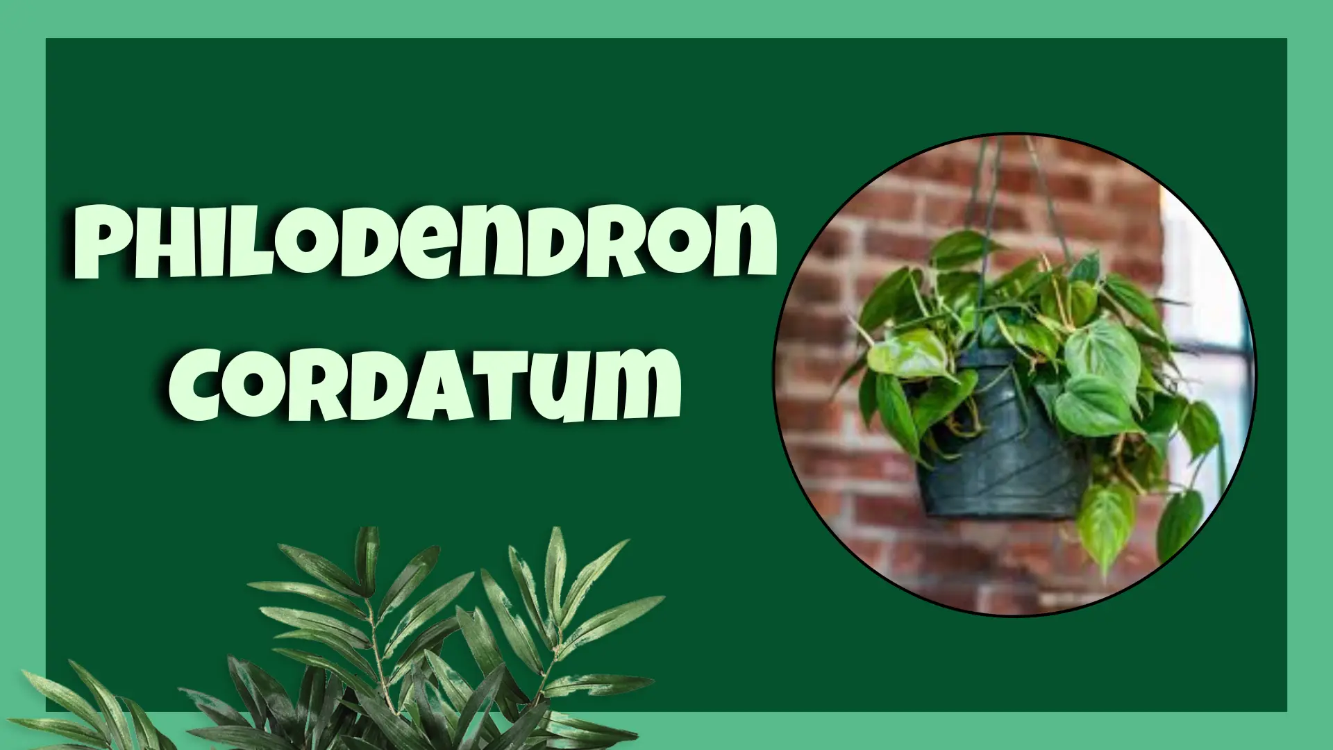 Philodendron Cordatum heart leaf plant