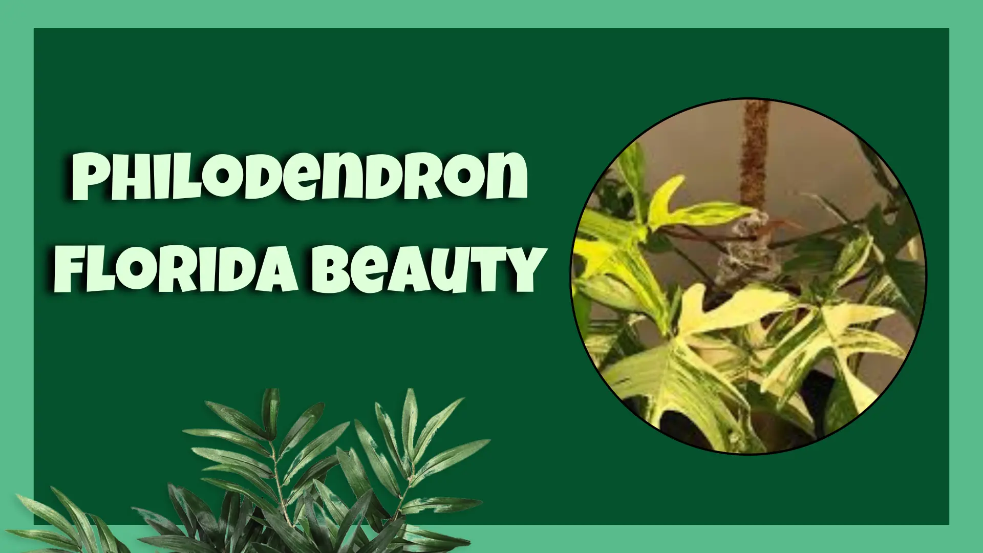 Philodendron Florida Beauty