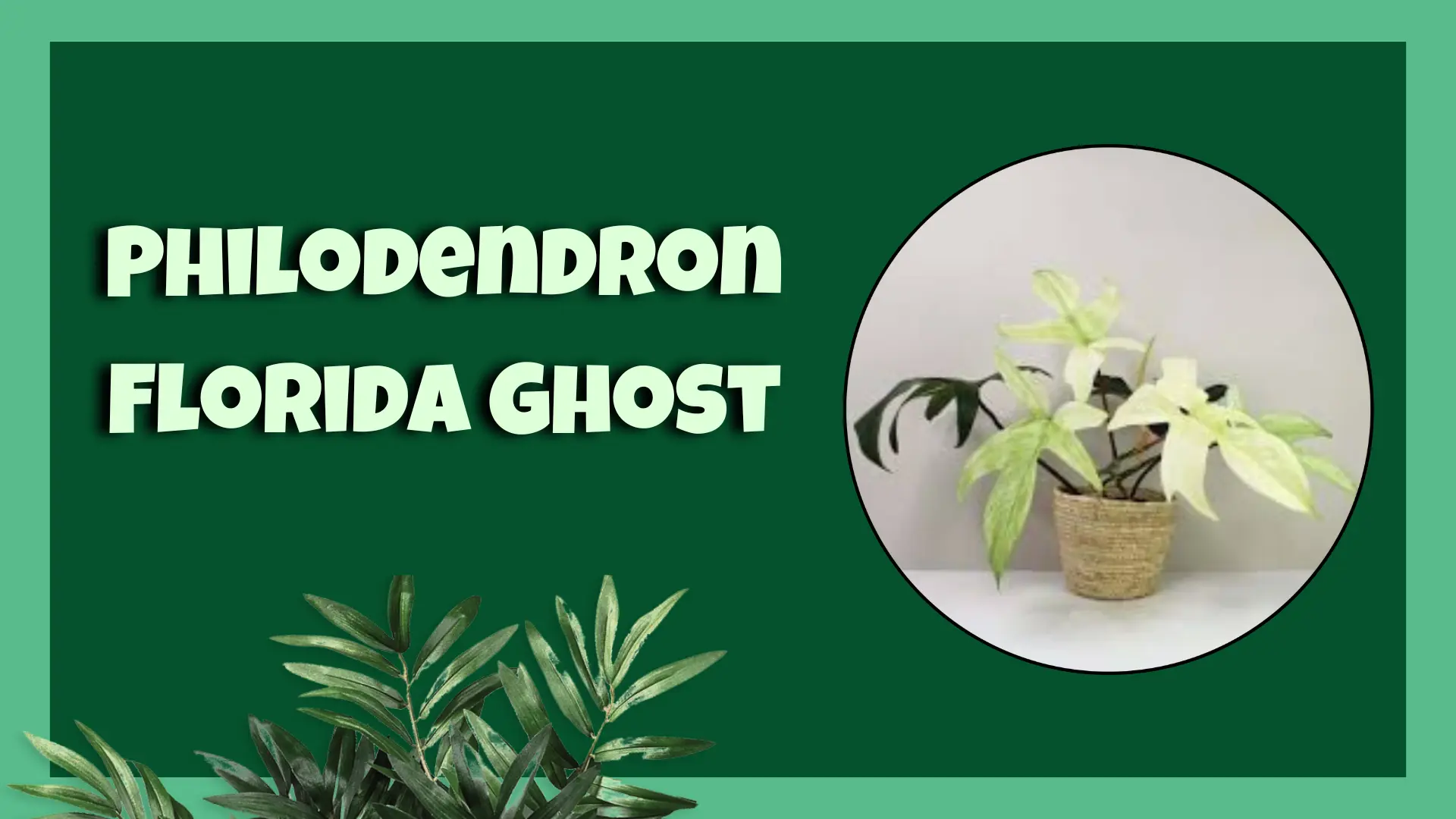 Philodendron Florida Ghost plant care