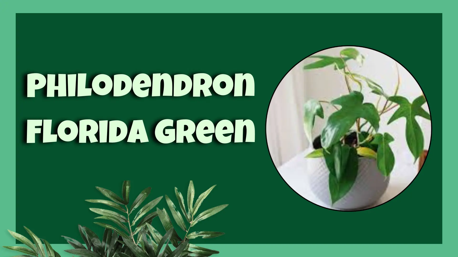 Philodendron Florida Green