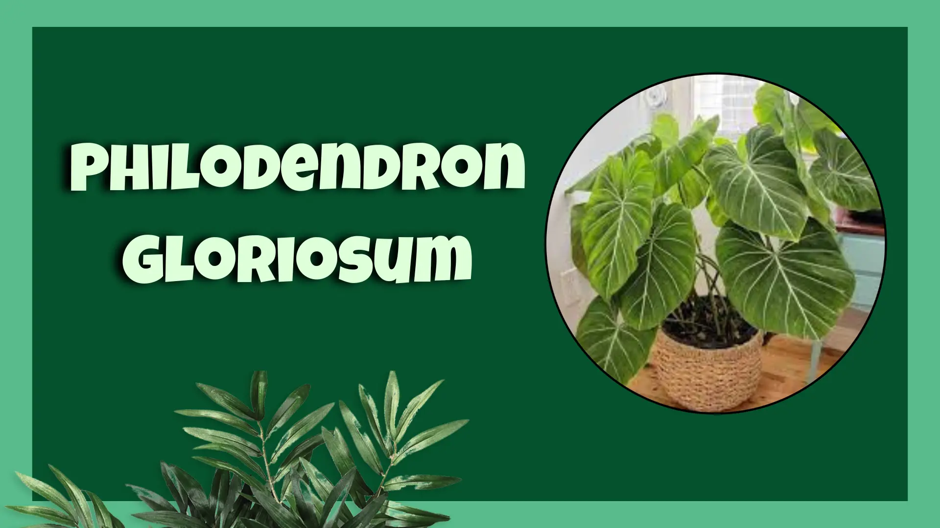 Philodendron Gloriosum