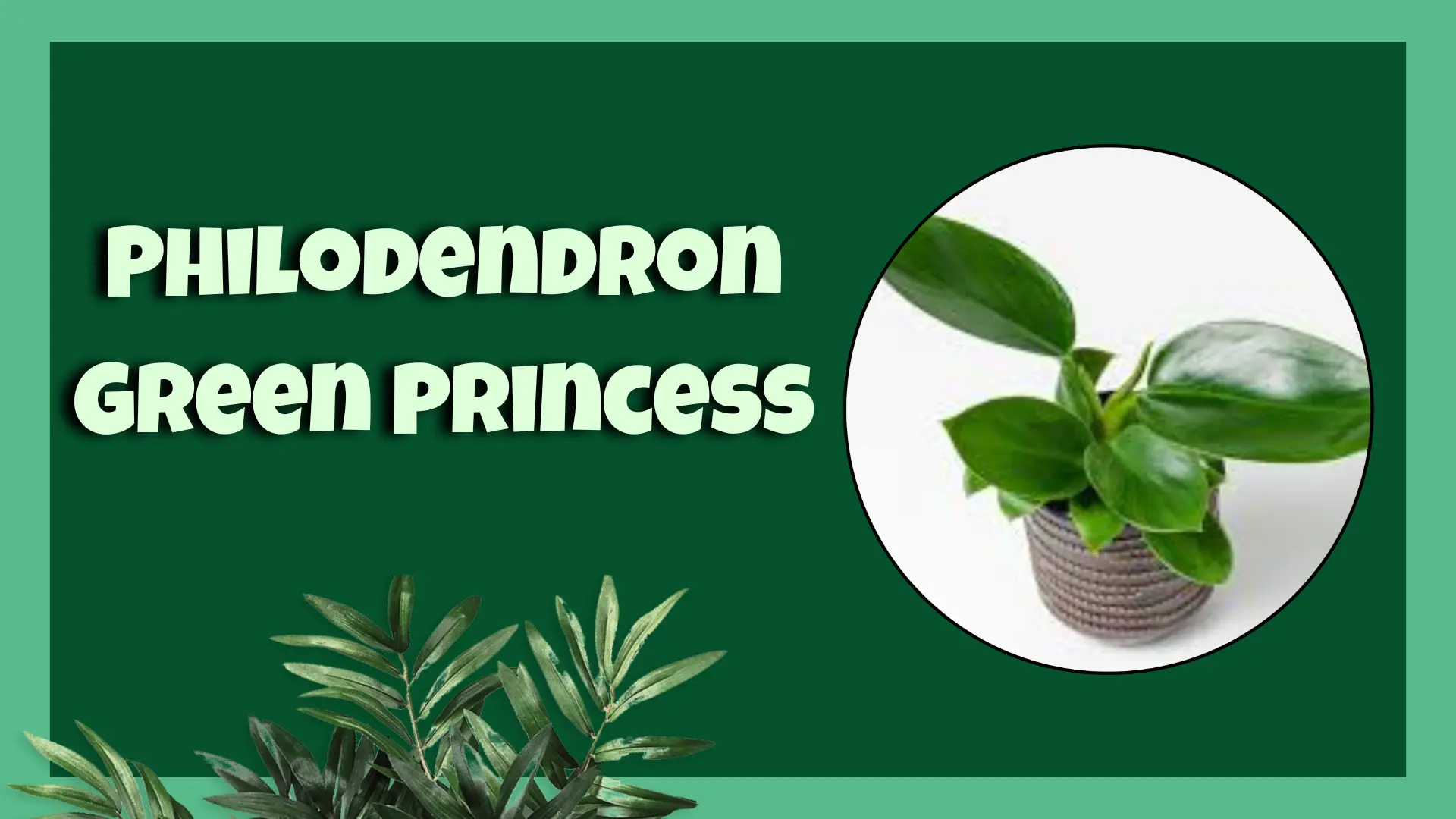 Philodendron Green Princess