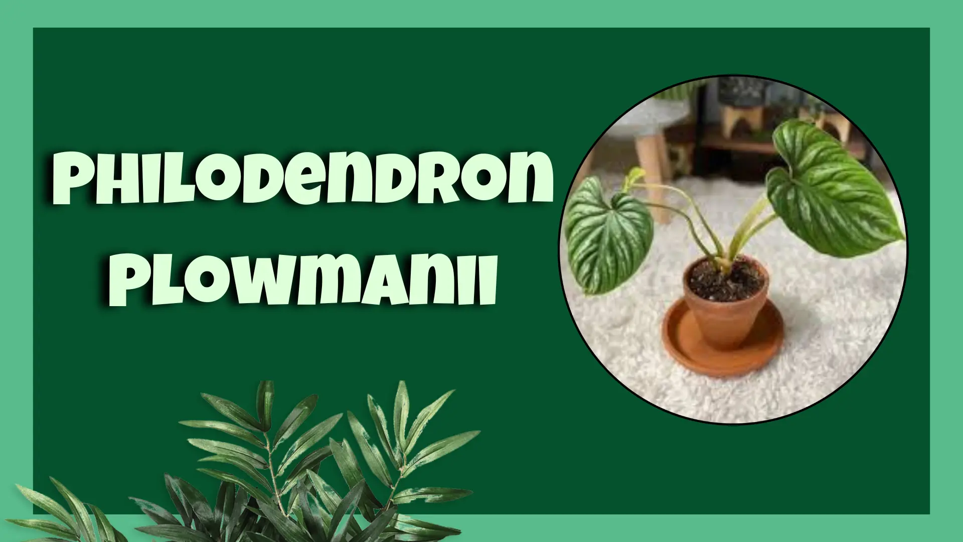 Philodendron Plowmanii
