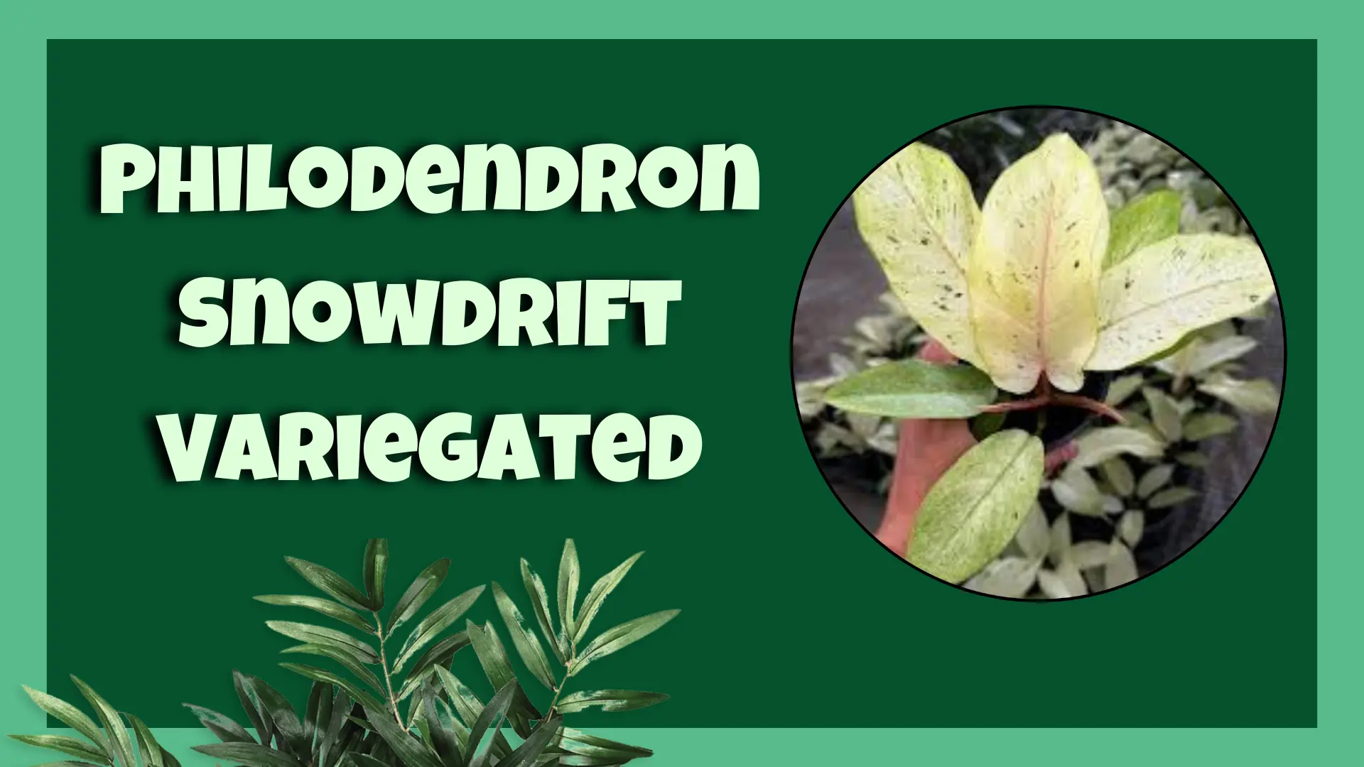Philodendron Snowdrift Variegated