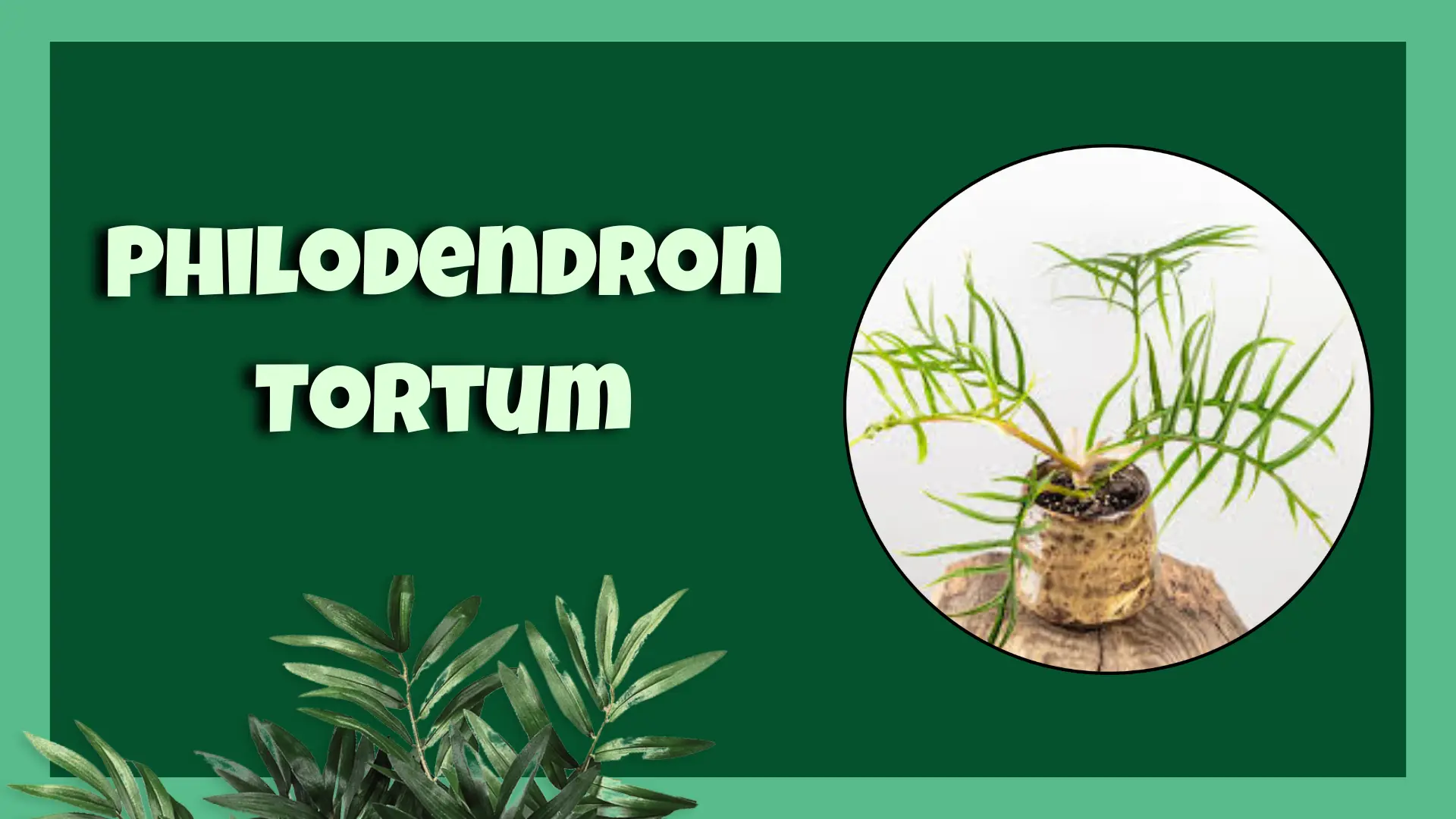 Philodendron Tortum