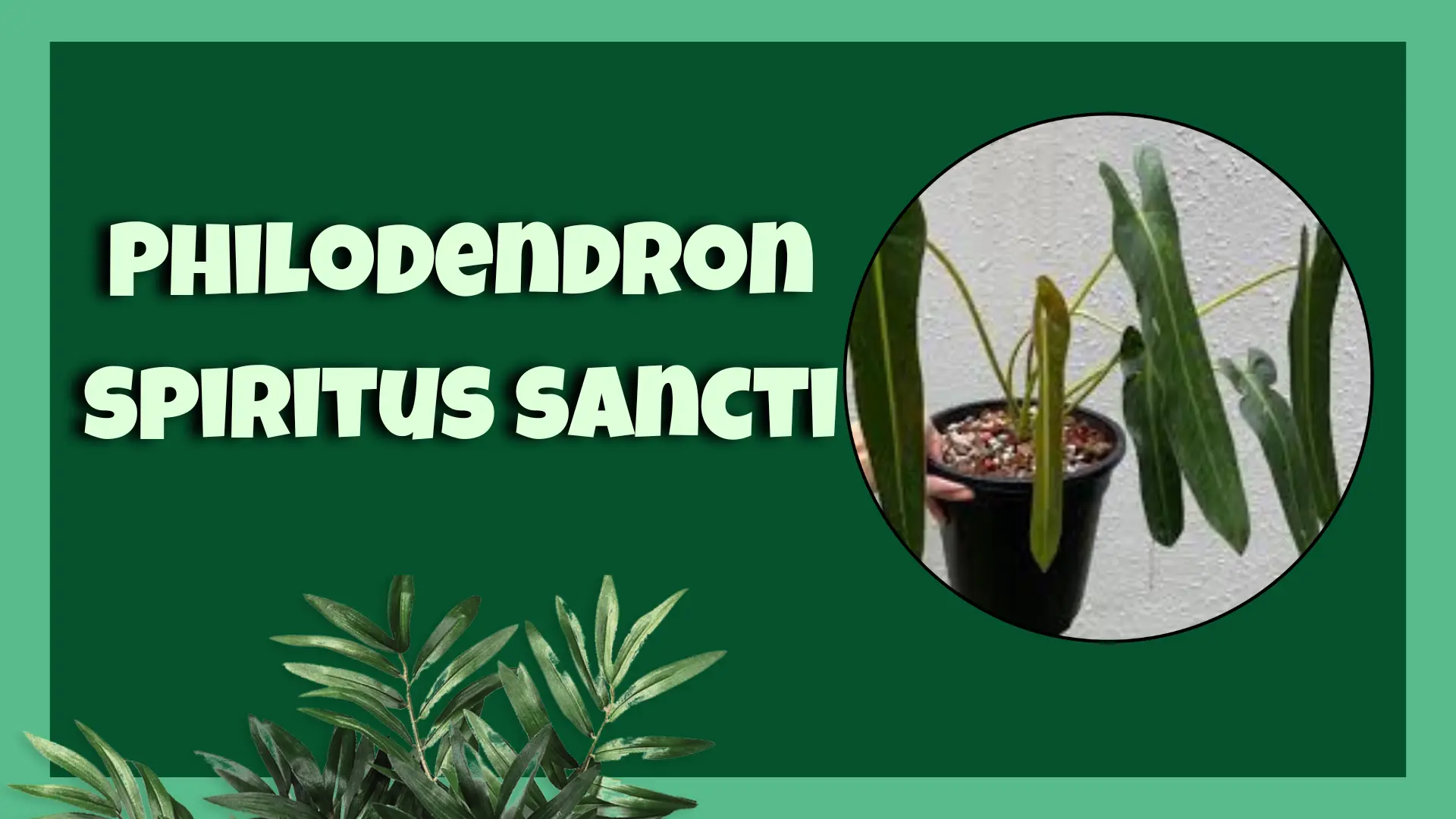 Philodendron spiritus sancti