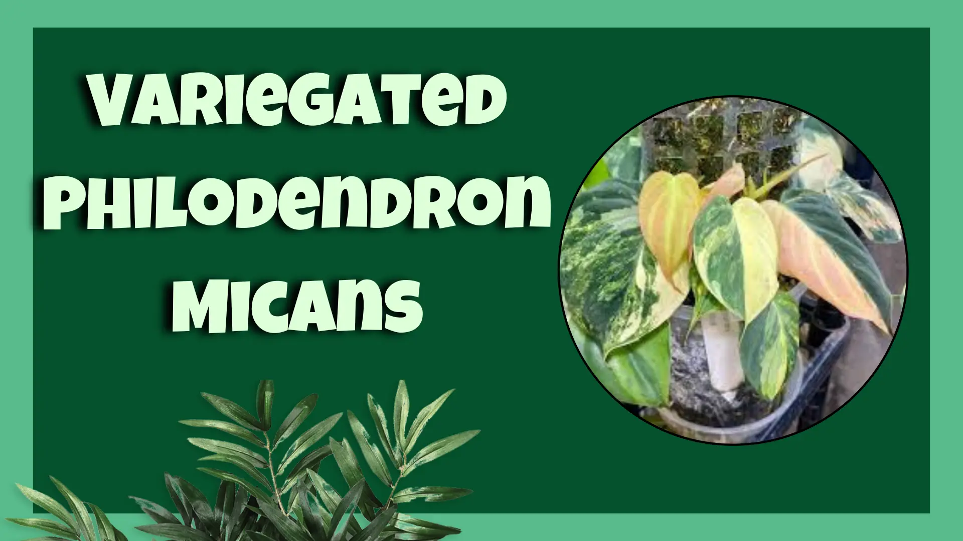 Variegated Philodendron Micans plant care