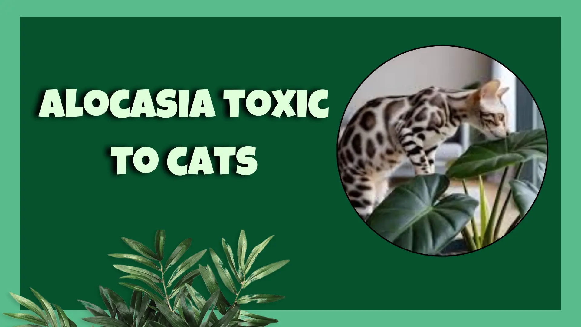 alocasia toxic to cats