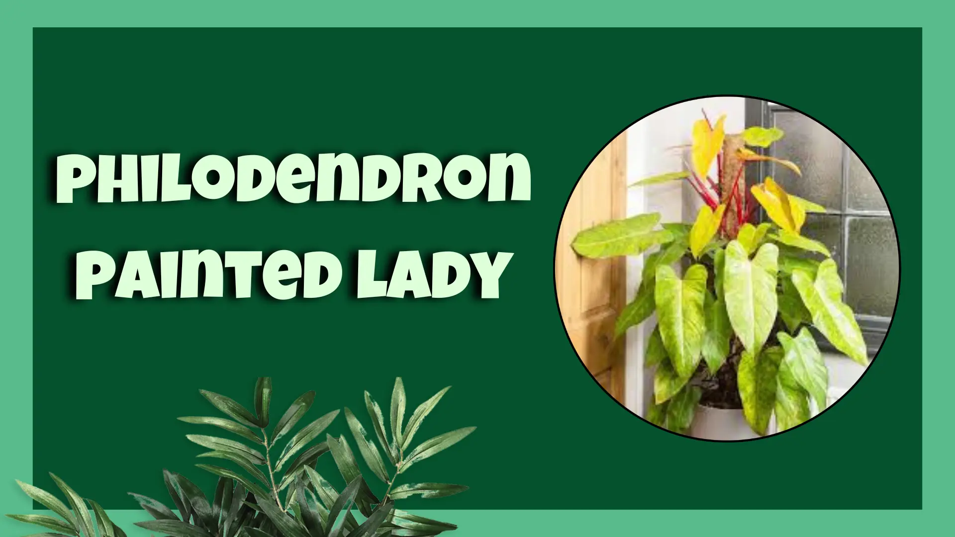 philodendron painted lady
