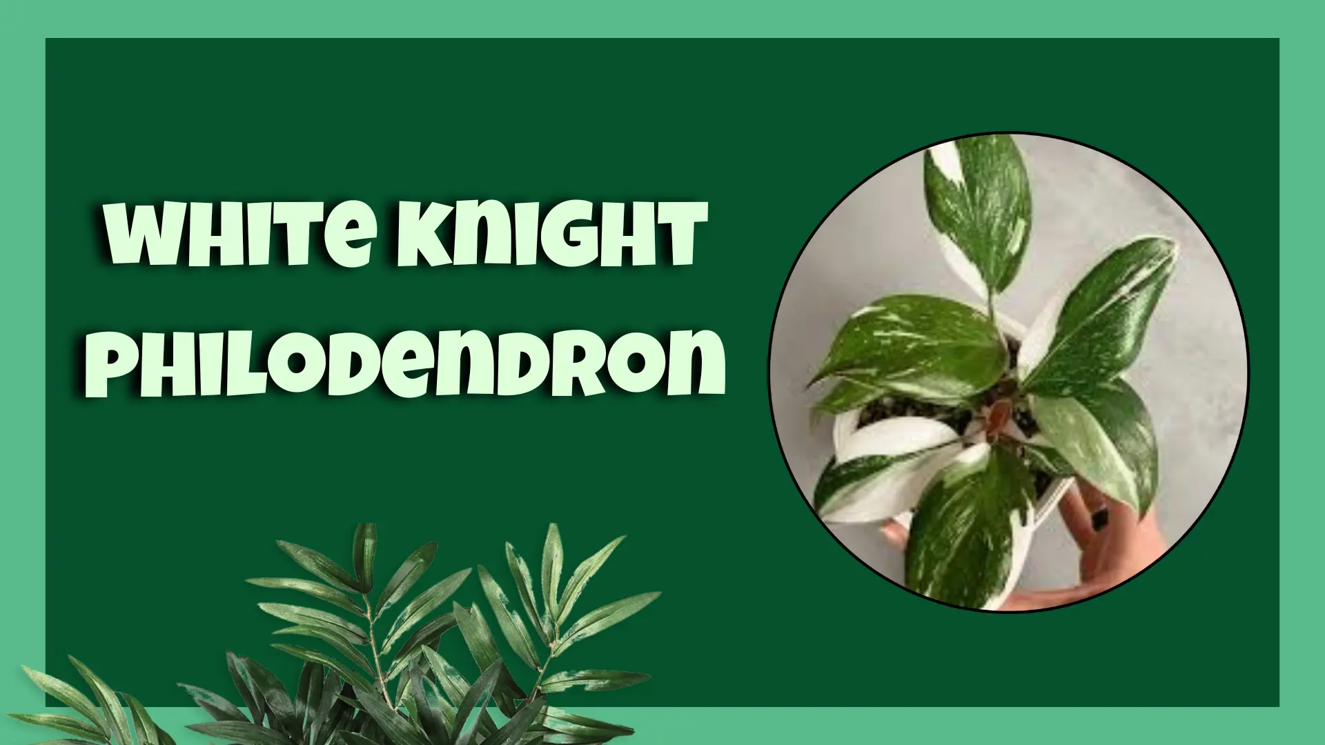 white knight philodendron